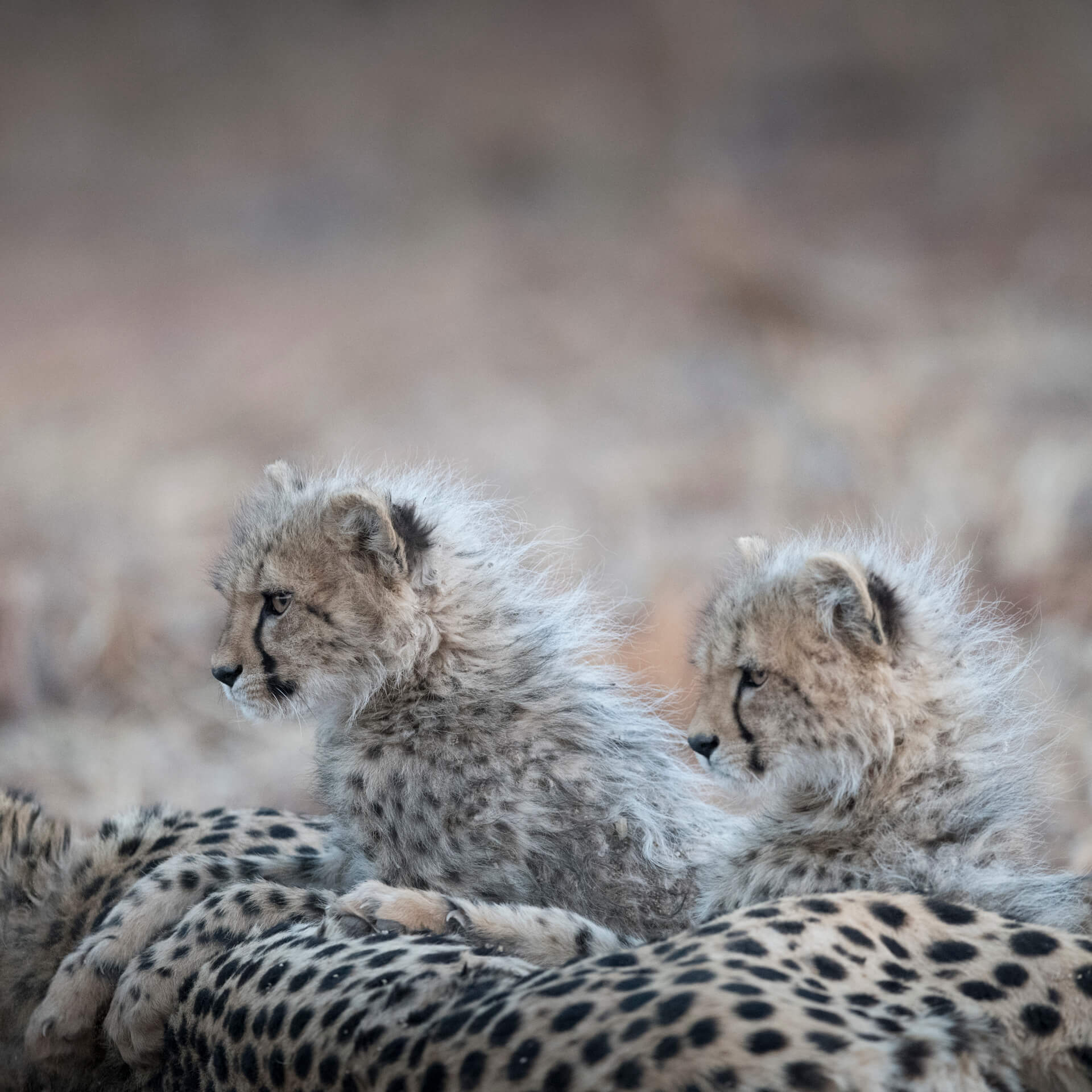 Cheetah Watch, South Africa, 2019