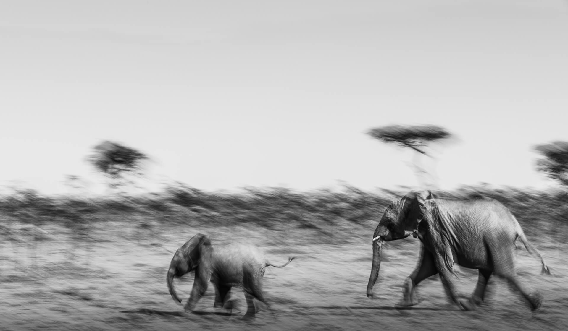 Elephant Escape, Kenia, 2018