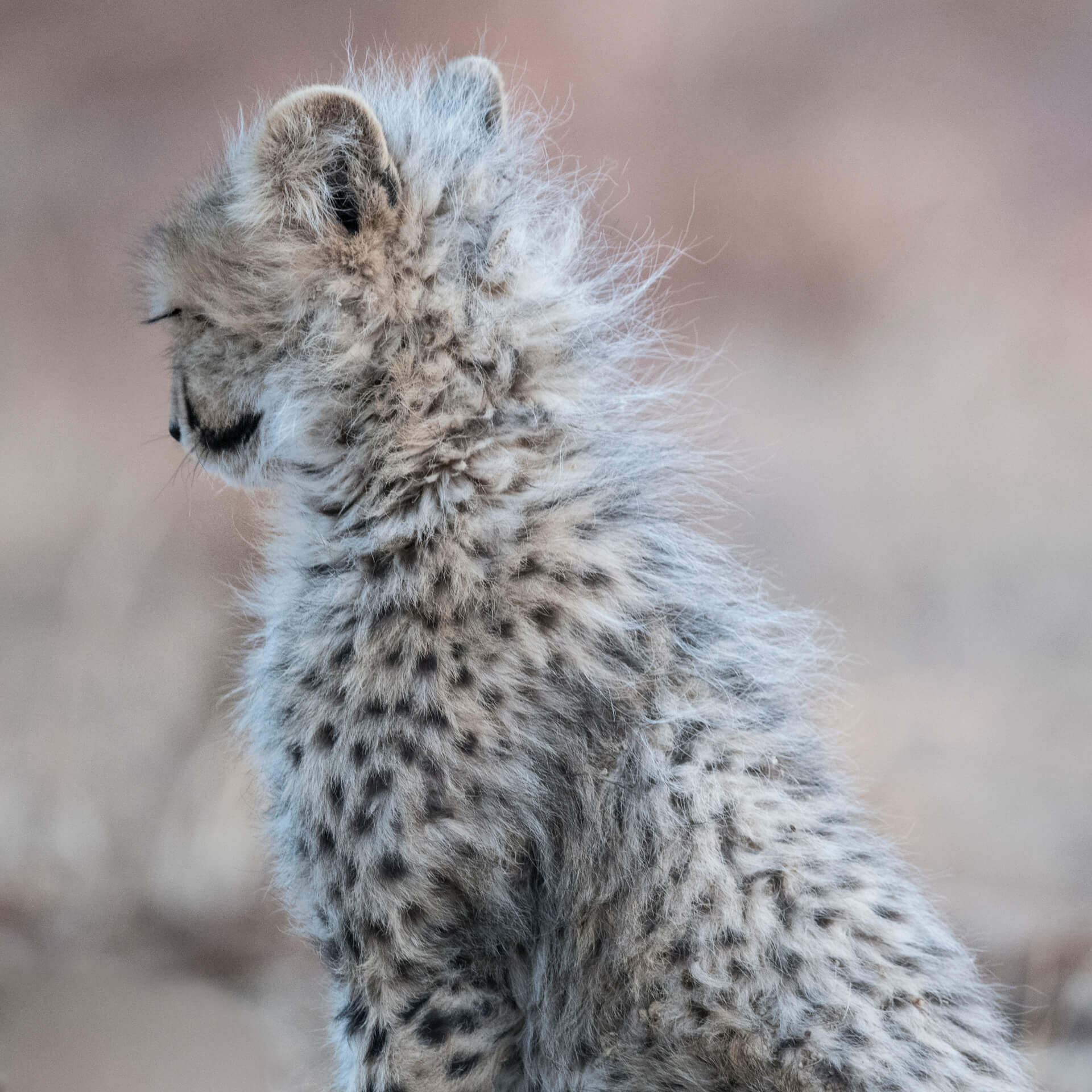 Cheetah, South Africa, 2019