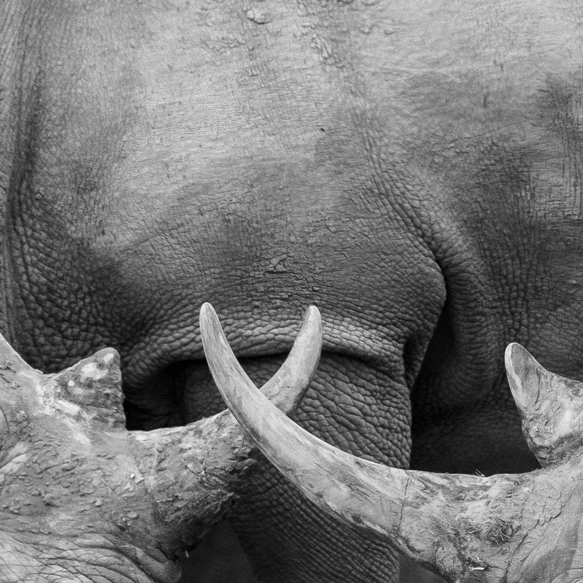 Rhino Gathering, South Africa, 2018